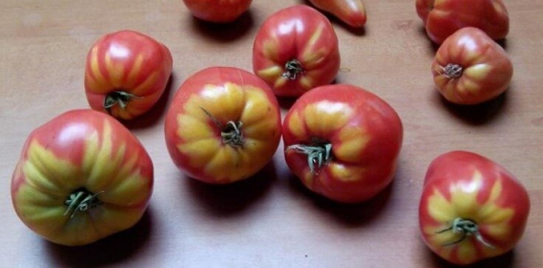 Почему у томатов образуются желтые пятна у плодоножки?